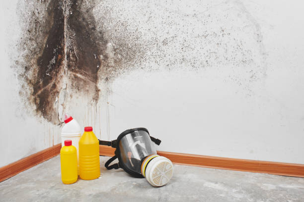 Best Black Mold Removal  in Hennessey, OK