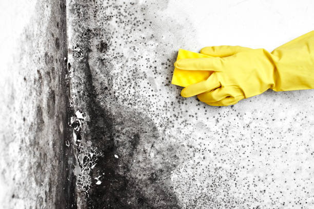 Best Home Mold Removal  in Hennessey, OK