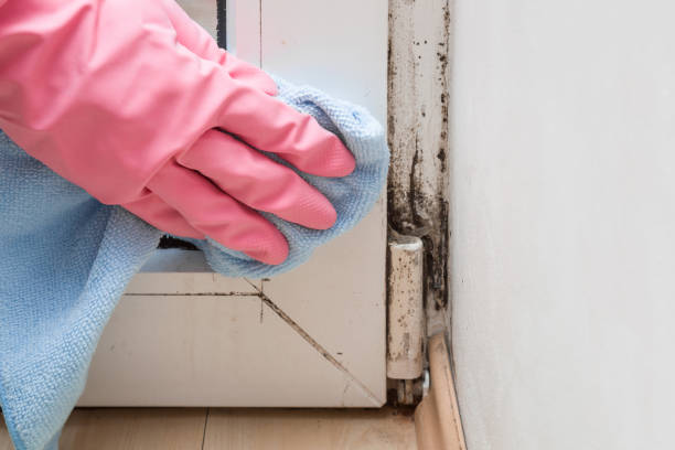 Best Affordable Mold Removal  in Hennessey, OK